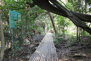 ภาพที่ 4 บรรยากาศสวนป่าเกดน้อมเกล้า (ที่มา: https://thaitimeonline.com/content0112036203/)