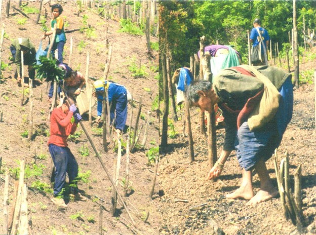 การสักข้าวของชาวบ้านป่ากำ (ที่มา : สรรวดี เจริญชาศรี, 2553 : 51)