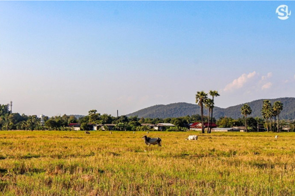 ภาพที่ 4 สภาพทั่วไปตำบลออนใต้ (ที่มา : sanook.com)