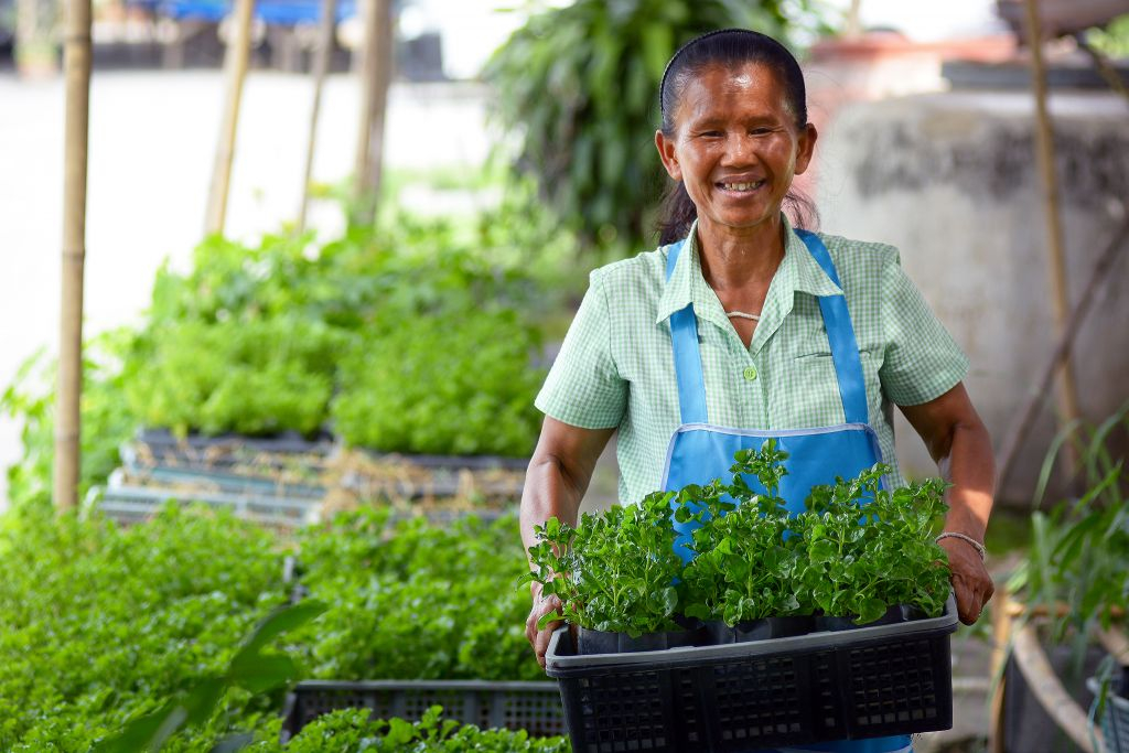 ผักปลอดสารพิษ (ที่มา : https://www.greendee.app/node-poi?nid=7947)