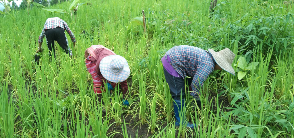 ชาวบ้านถอดหญ้าข้าวไร่ (ที่มา : มูลนิธิเกษตรกรรมยั่งยืน, 2565)