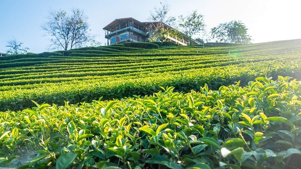ชา เป็นผลิตผลทางการเกษตรที่มีชื่อเสียงของบ้านสันติคีรี
(ที่มา : เชียงรายโฟกัส, 2566)
