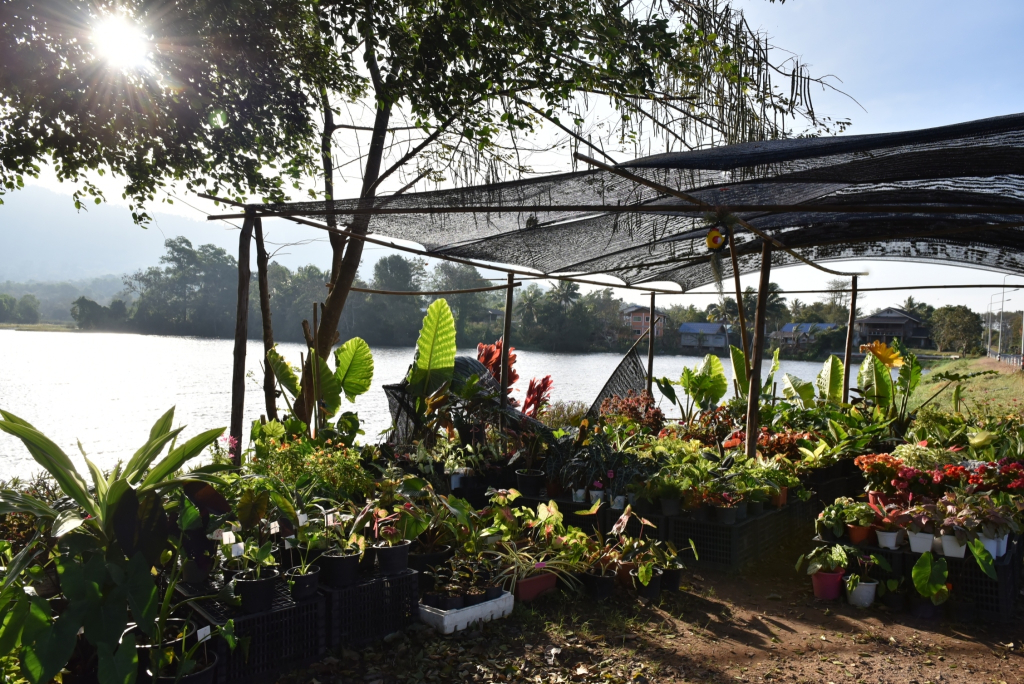 ร้านขายต้นไม้ในชุมชน
(ที่มา : นวนุรักษ์, ม.ป.ป.)