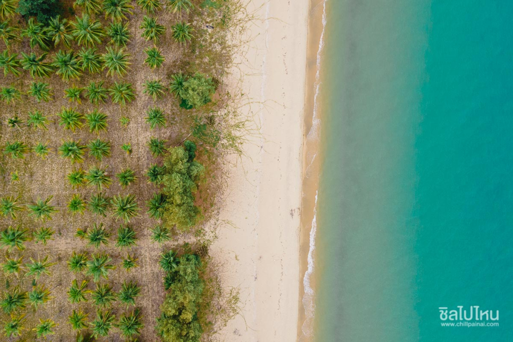 คำอธิบาย: หาดบ้านทางสายกับต้นไม้ที่ชาวบ้านปลูก
(ที่มา : สเลเต : chillpainai, 2564)