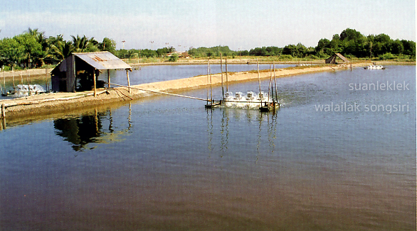 ภาพที่ 22 นากุ้งในพื้นที่ชุมชนยี่สาร (ที่มา: https://walailaksongsiri.com/2018/08/21/yisan-village/)